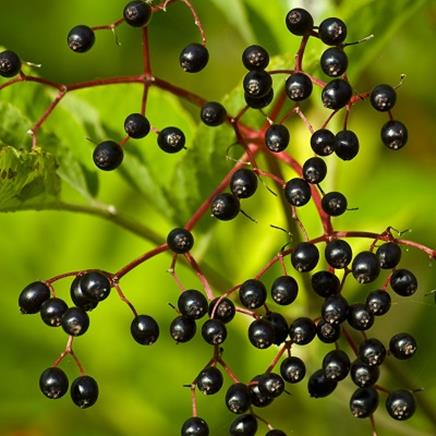Natural active Black Eldeberry